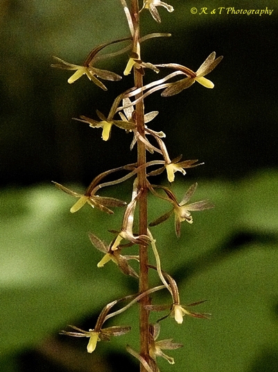 {Tipularia discolor}